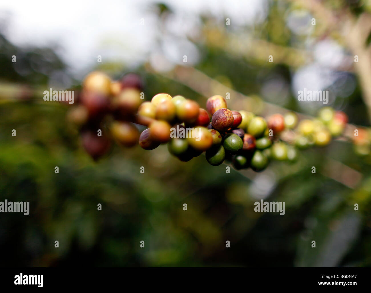 coffee beans on a coffee plant in costa rica Stock Photo Alamy
