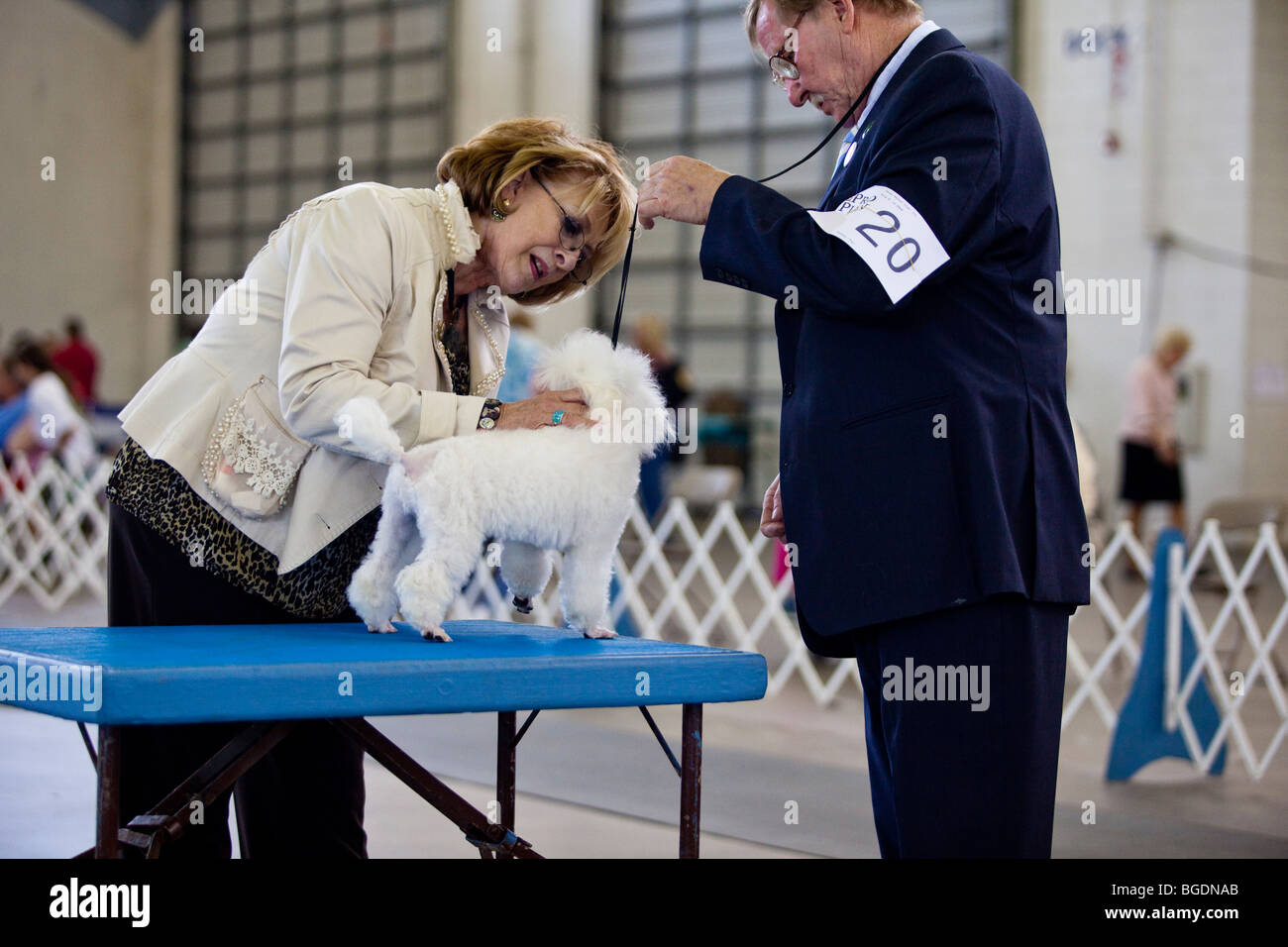 What Do Dog Show Judges Look For