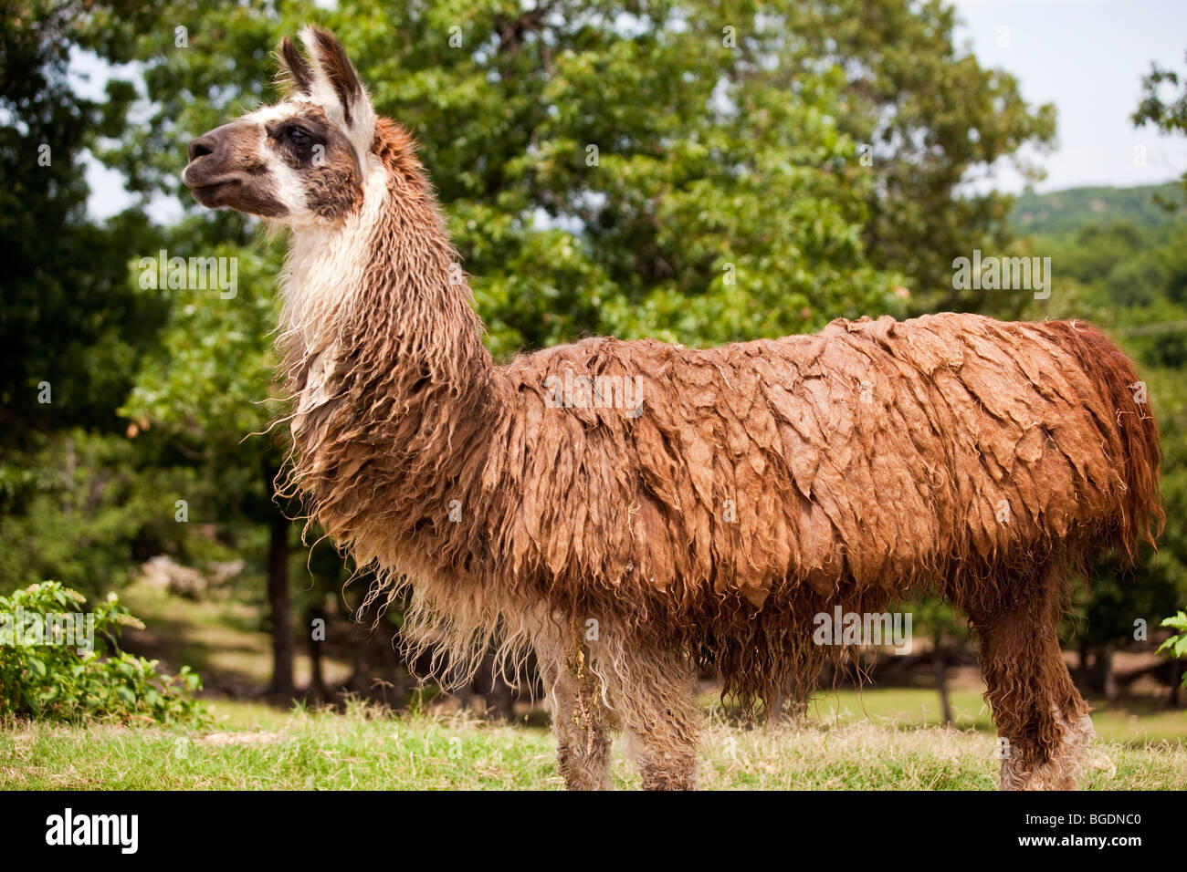 A Llama, Llama Glama, native to South America, at the Arbuckle