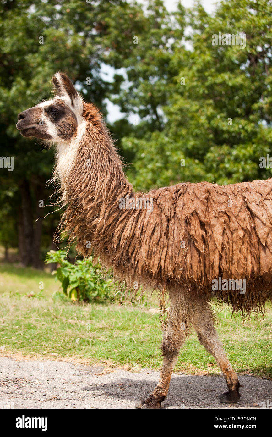 Llama, Llama Glama, at the Arbuckle Wilderness wildlife Park in Davis