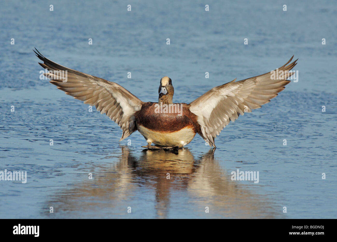 duck bolsas canada