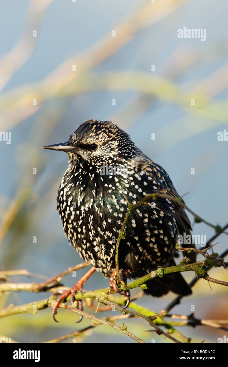 Starling (Sturnus vulagris) in winter plumage showing spots and iridescent feathers while perched in a garden bush Stock Photo