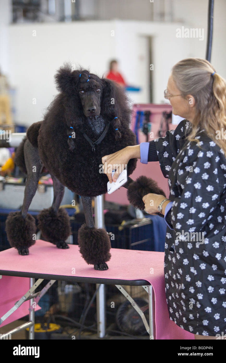 A black Standard Poodle being groomed by it's owner during a dog show in Dallas, Texas Stock Photo