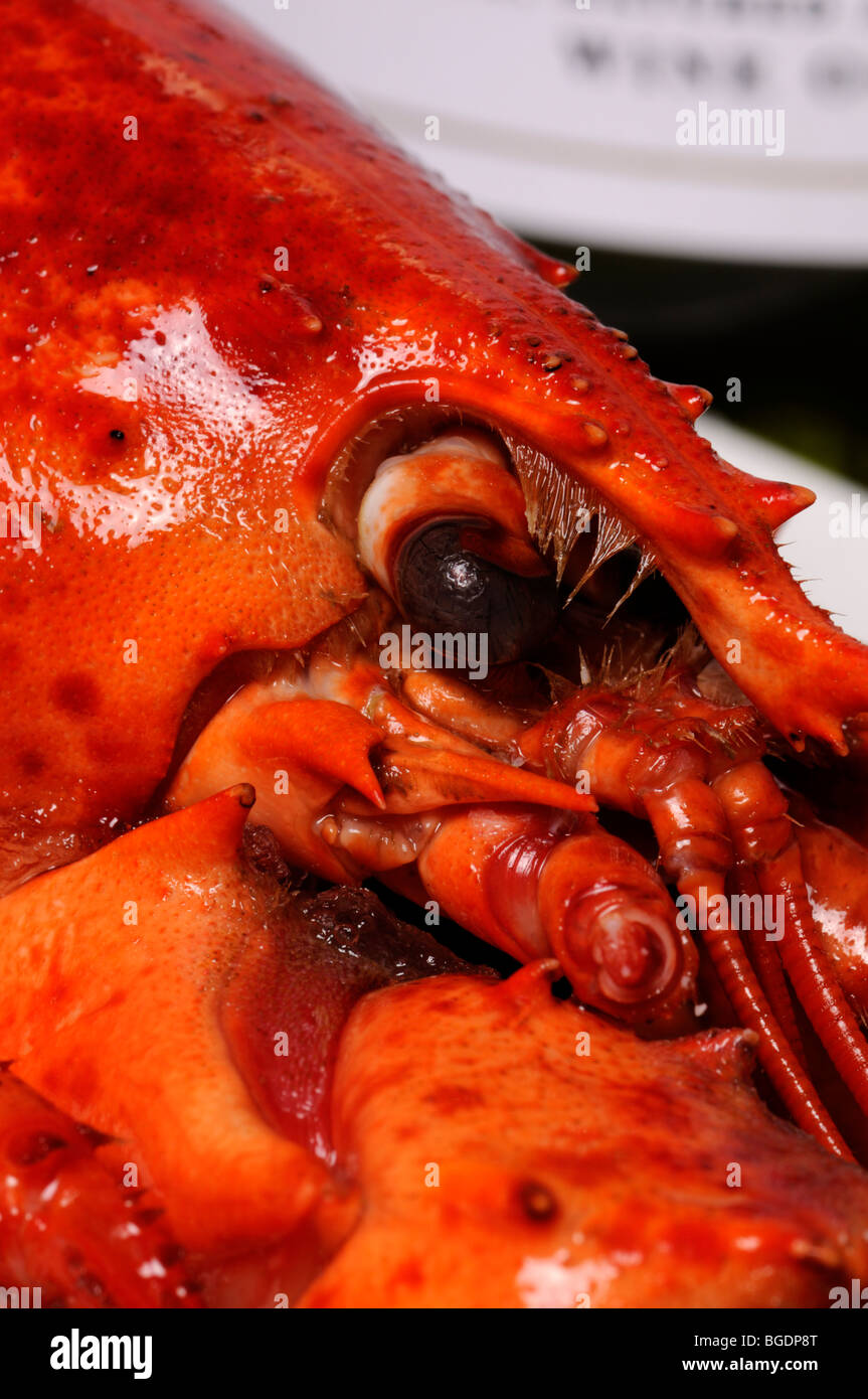 Cooked lobster and bottle of white wine Stock Photo
