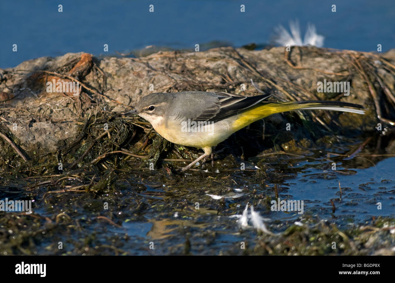Grey wagtail in 1st winter plumage Stock Photo
