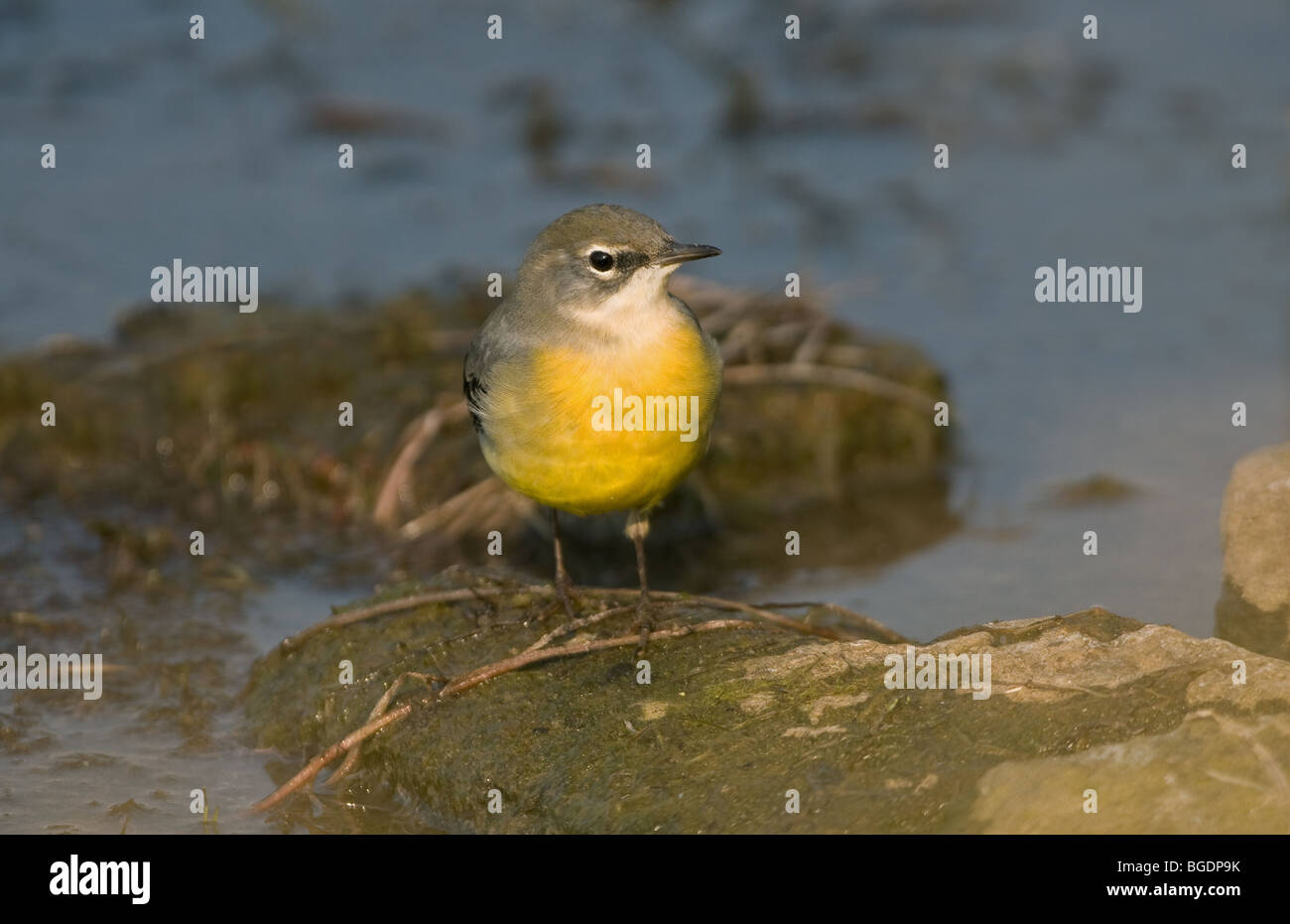 Grey Wagtail in winter plumage Stock Photo