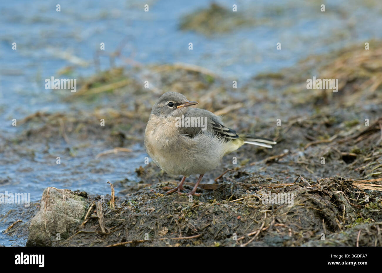 grey wagtail