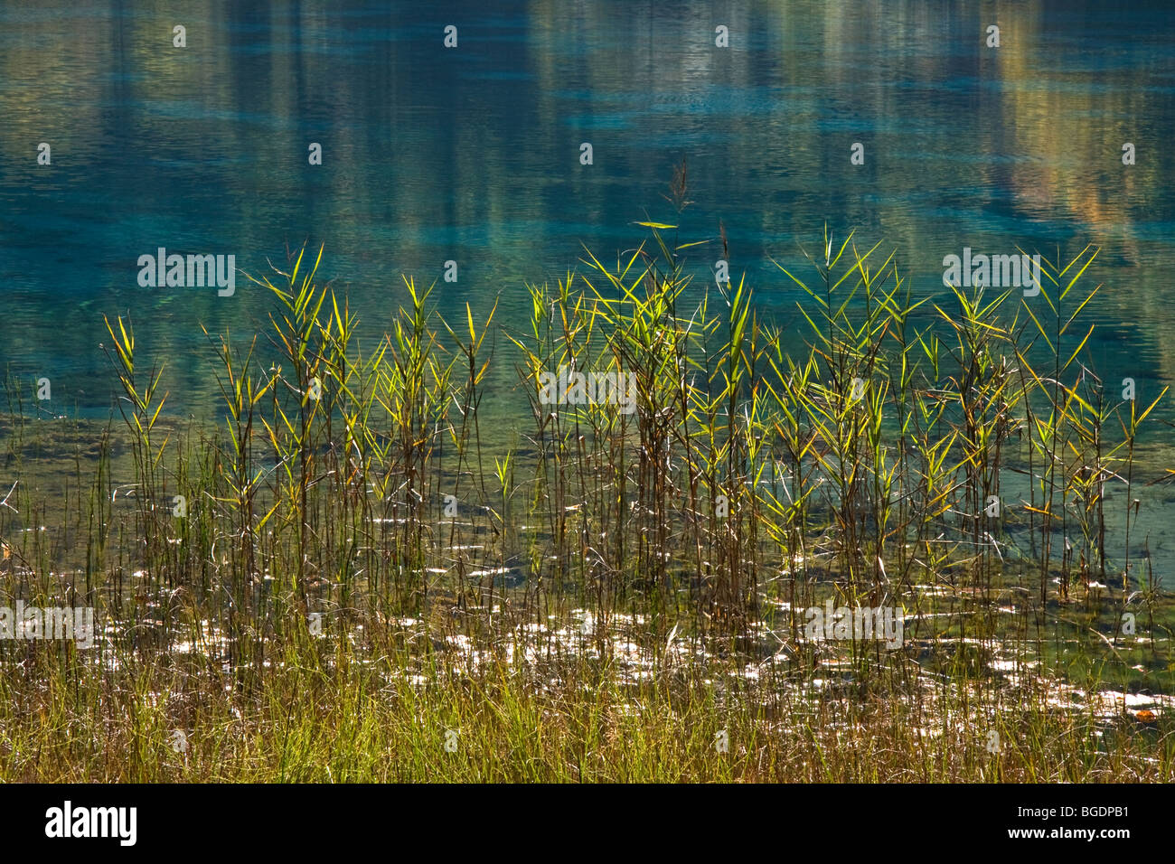 Aquatic plants asia hi-res stock photography and images - Alamy