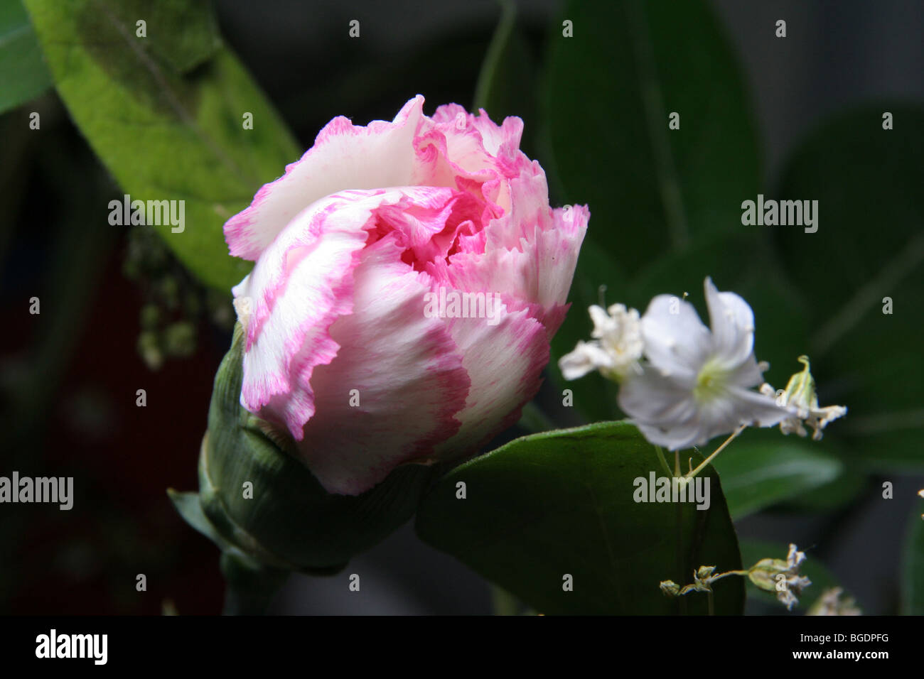 Carnation bud opening Stock Photo Alamy