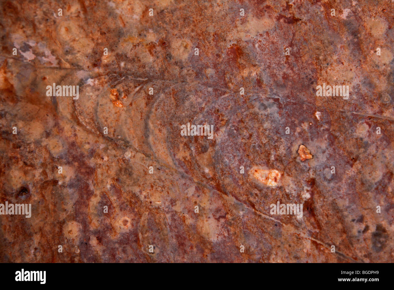 Nautiloid Fossils in the stone along the Colorado River, Grand Canyon National Park, Arizona Stock Photo