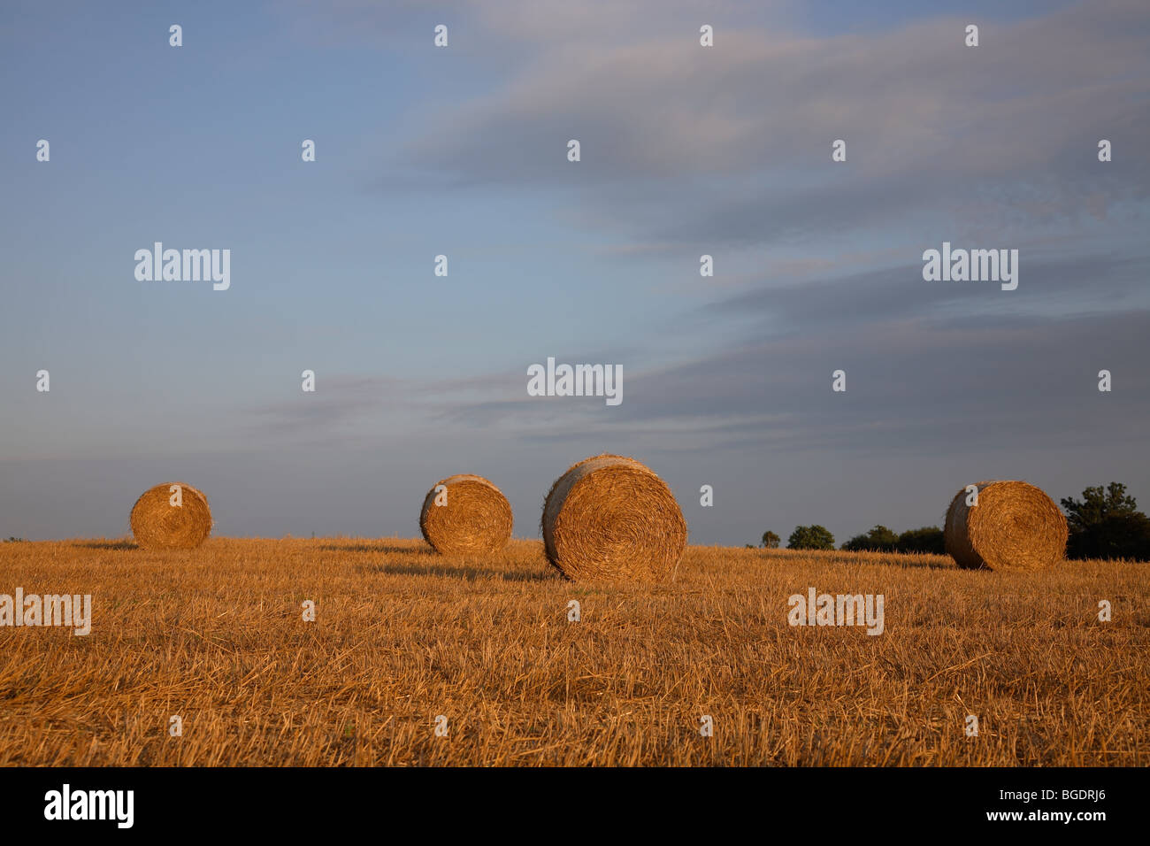 Big bales of straw in sunset on a wheat stubble field against a blue sky with purplish clouds, Denmark Stock Photo