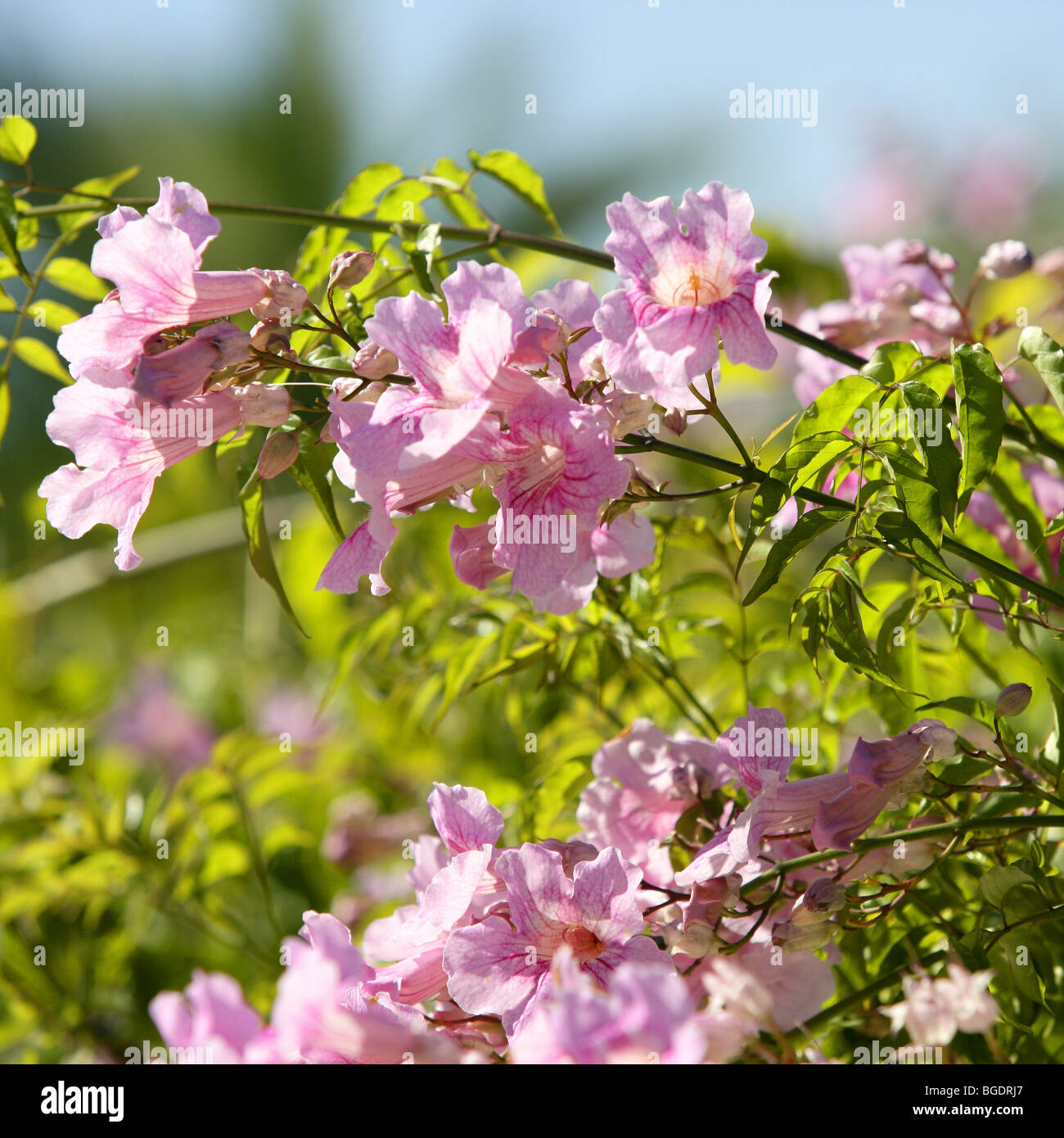 Asarina Erubescens. Escrofulariaceas. Pink autumn flowers Stock Photo