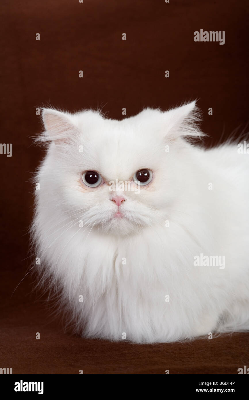 white kitten isolated on brown background Stock Photo