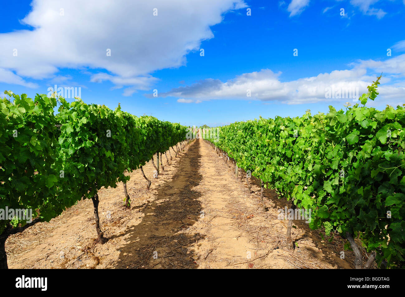 A landscape photograph of a row of vines within a Vineyard in Cape Town South Africa Stock Photo