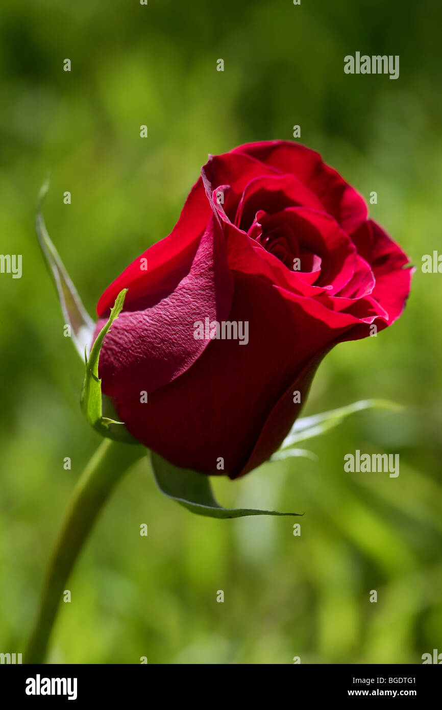 Macro red rose with blurred green grass in background Stock Photo - Alamy