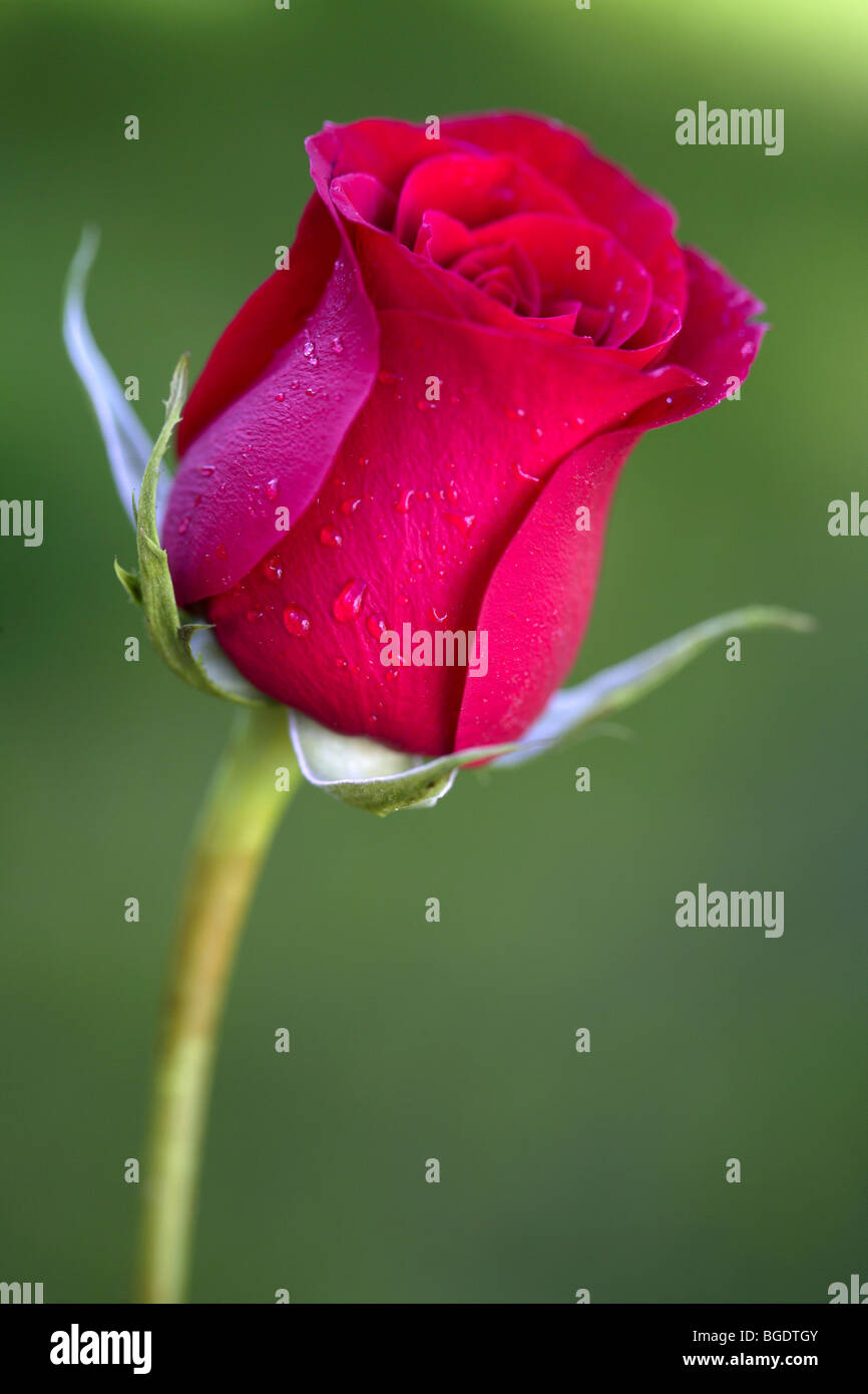 Macro red rose with blurred green grass in background Stock Photo - Alamy