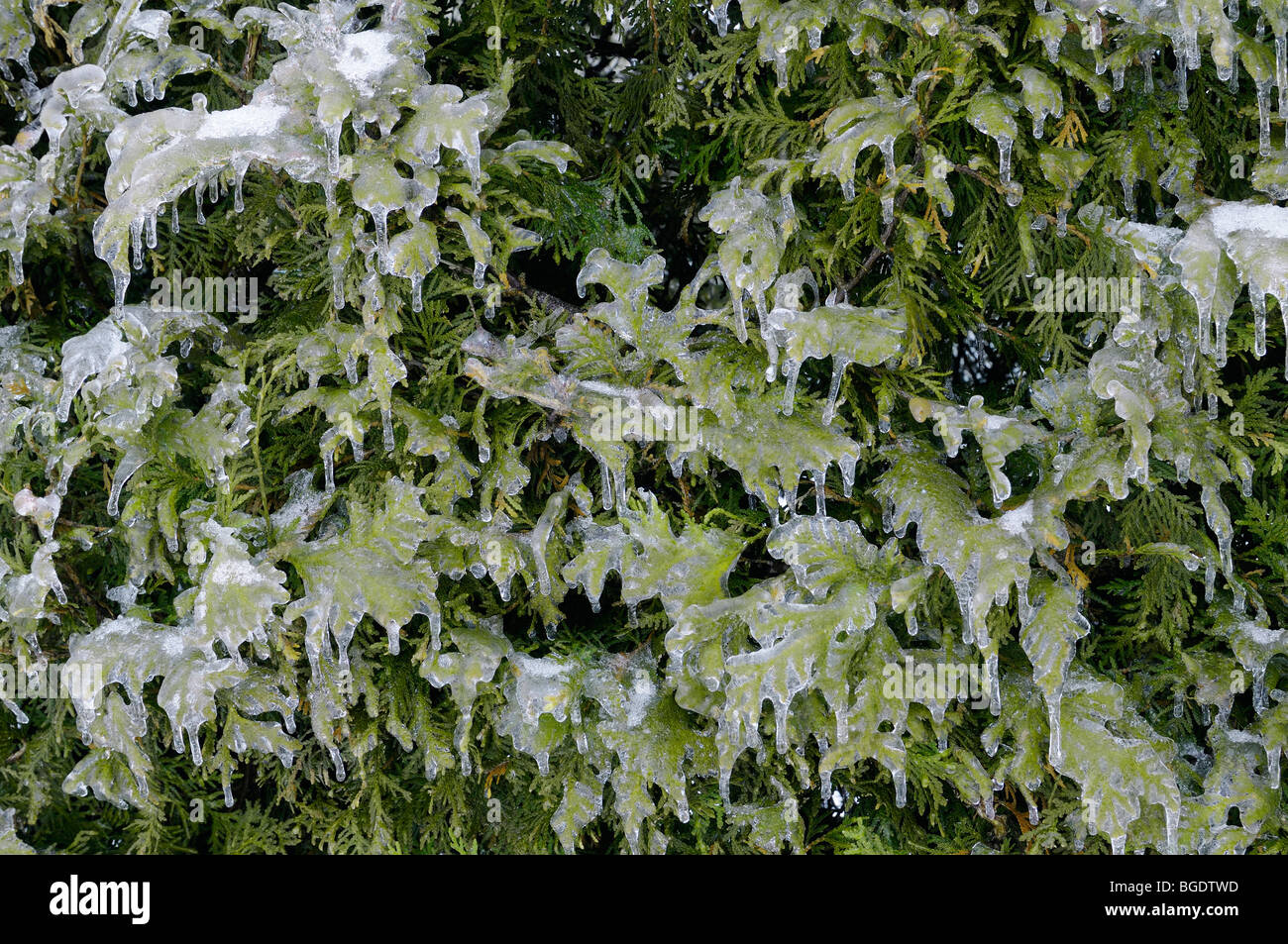 Icicles on a cedar hedge after a freezing rain ice storm Canada Stock Photo