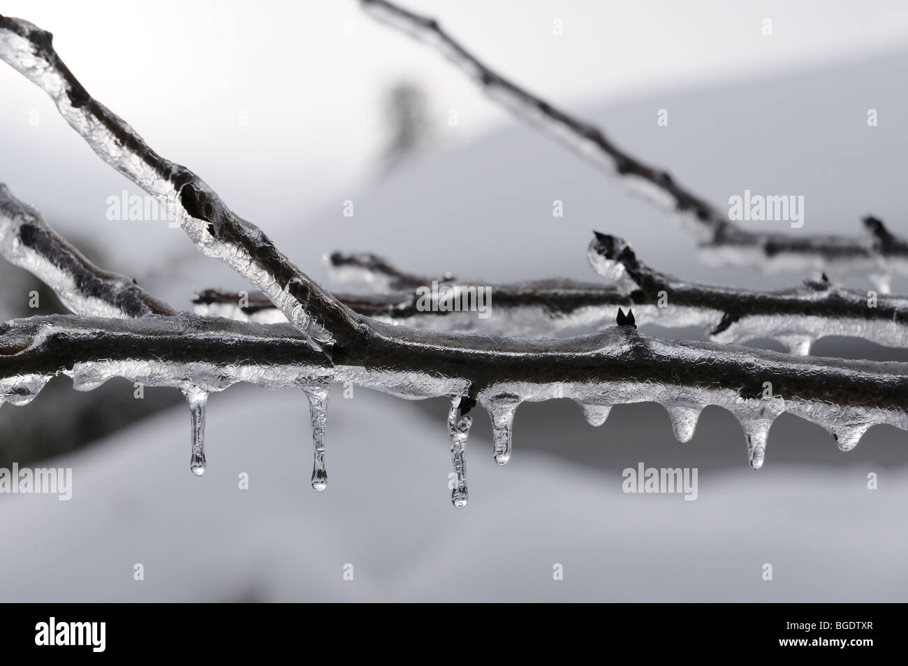 Tree branches covered in ice after a freezing rain ice storm in winter Ottawa Stock Photo