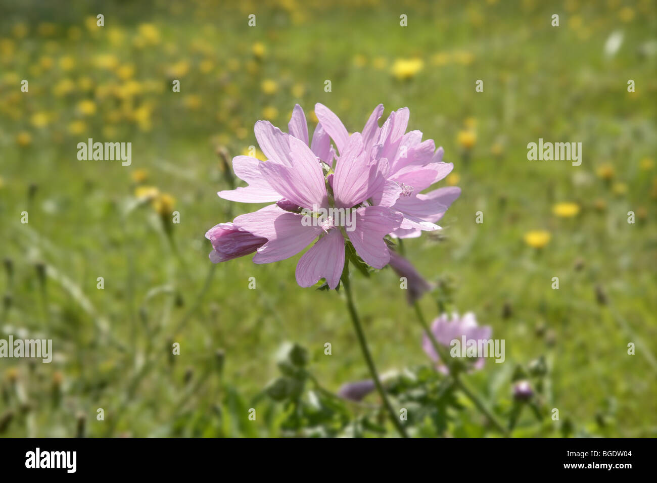 Close up wild flowers in the green meadow country Stock Photo - Alamy