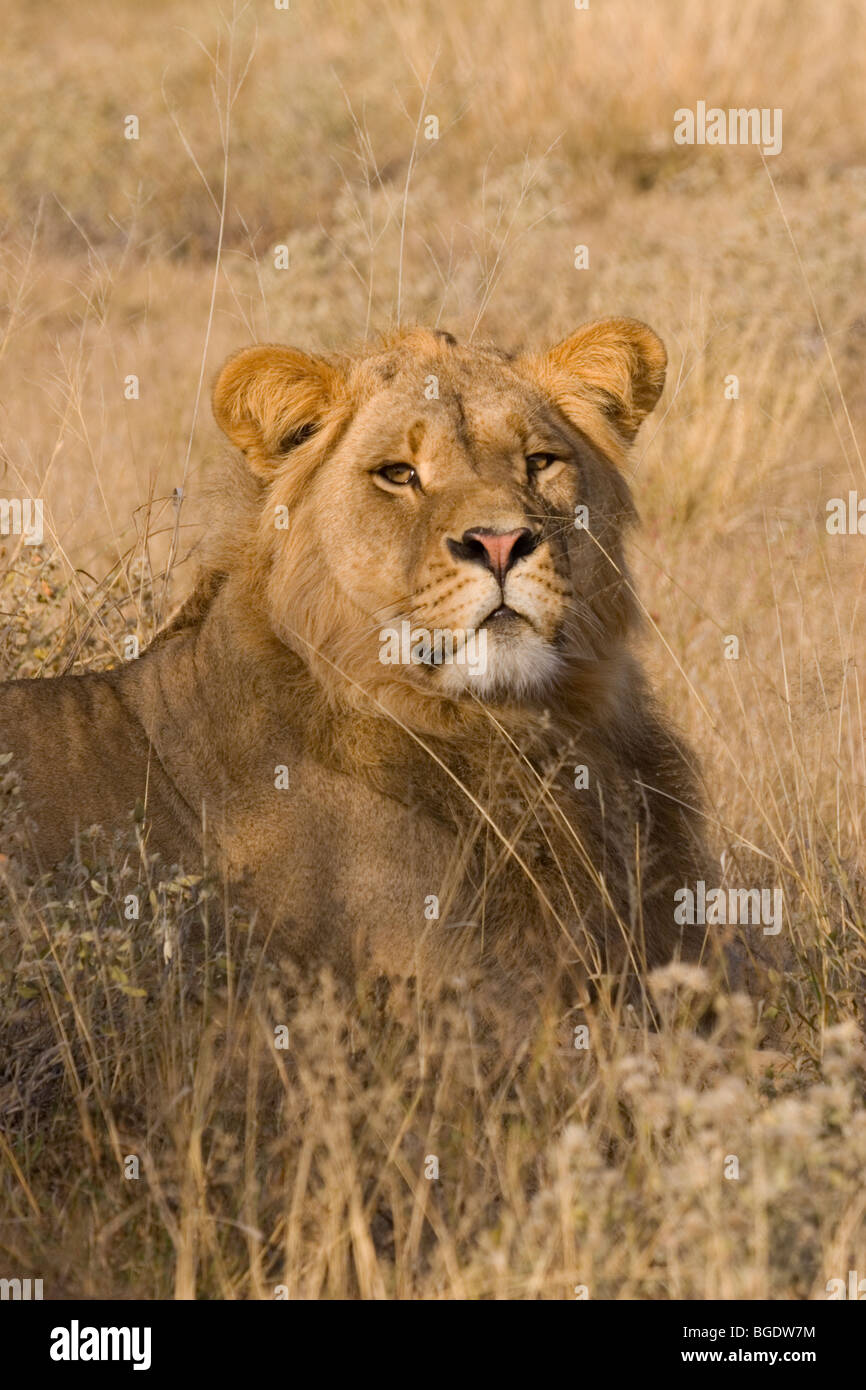 Male lion portrait hi-res stock photography and images - Alamy