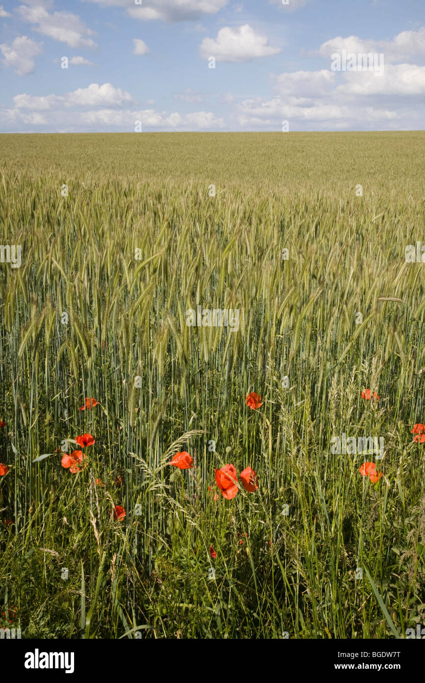 Salisbury Plain Wiltshire UK Poppy poppies in crop Stock Photo