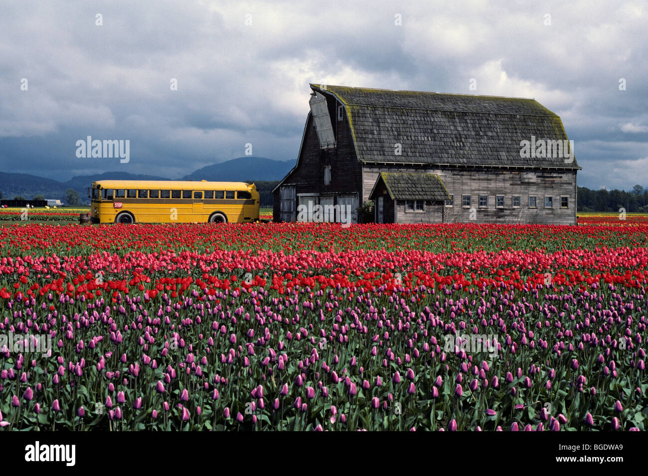 Rows of multi colored tulips with old barn and yellow bus in Skagit