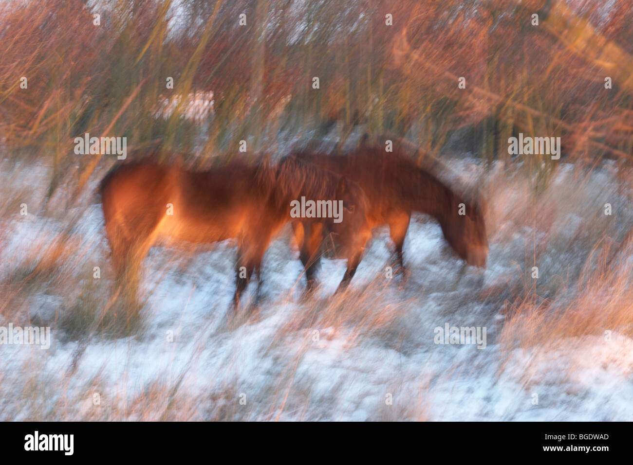 Exmoor ponies in woodland at sunrise Stock Photo