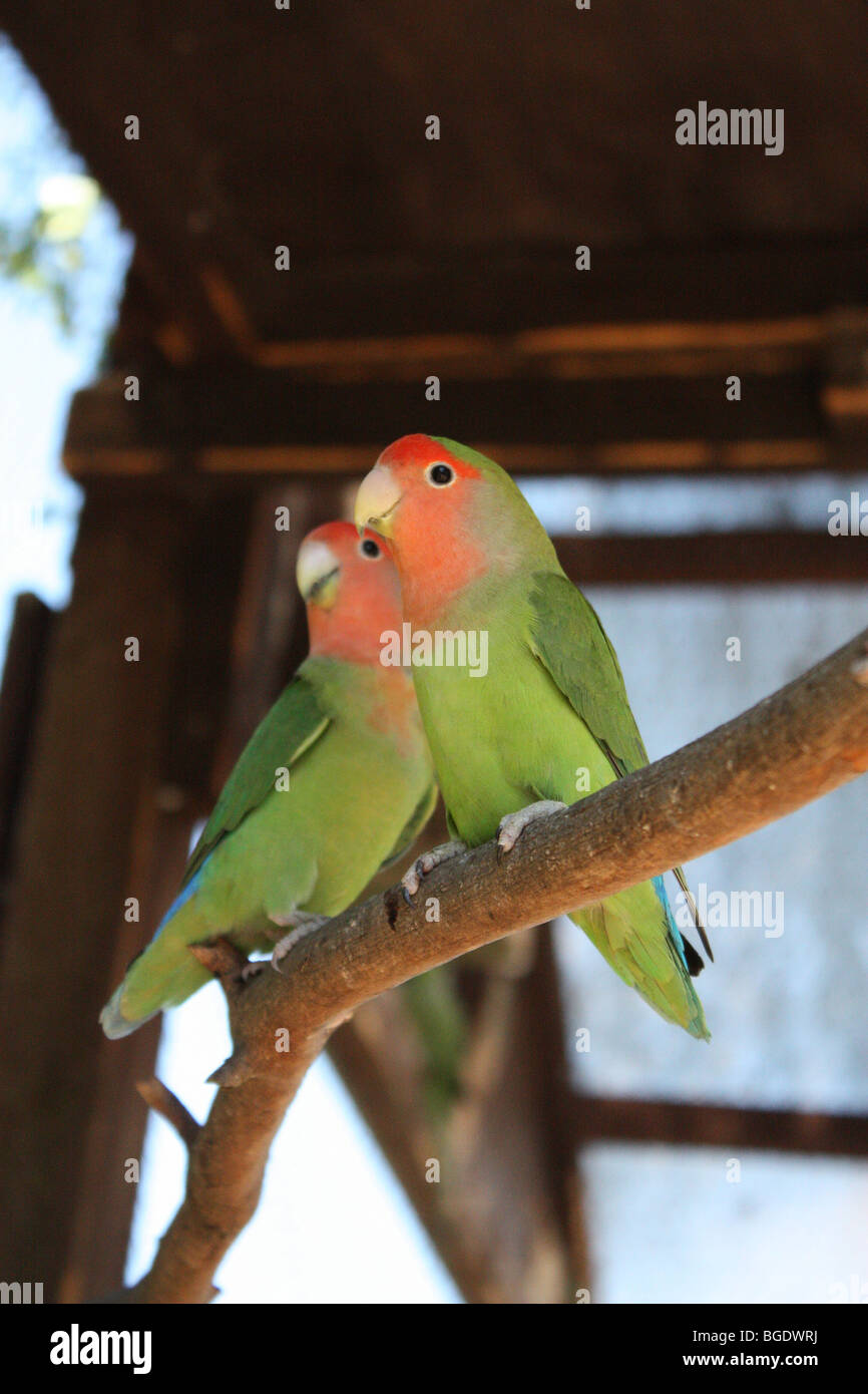 twe love birds snuggling together Stock Photo Alamy