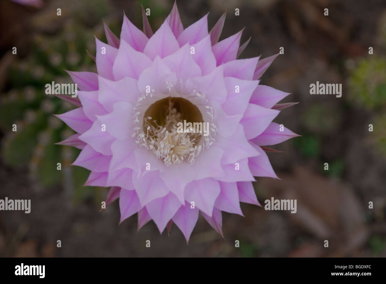 Flowering cactus Stock Photo