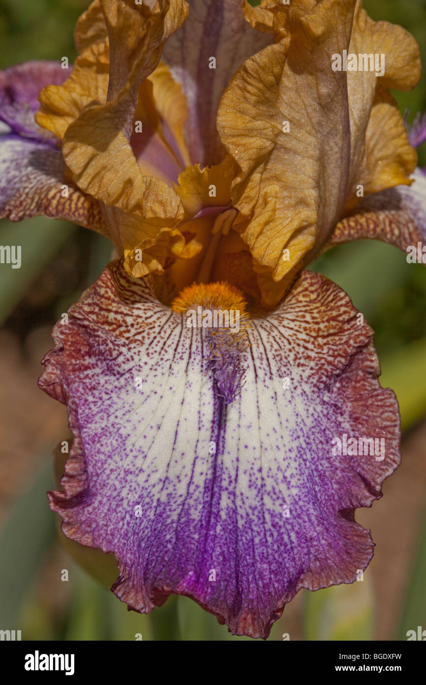 Closeup of a purple and gold iris Stock Photo - Alamy