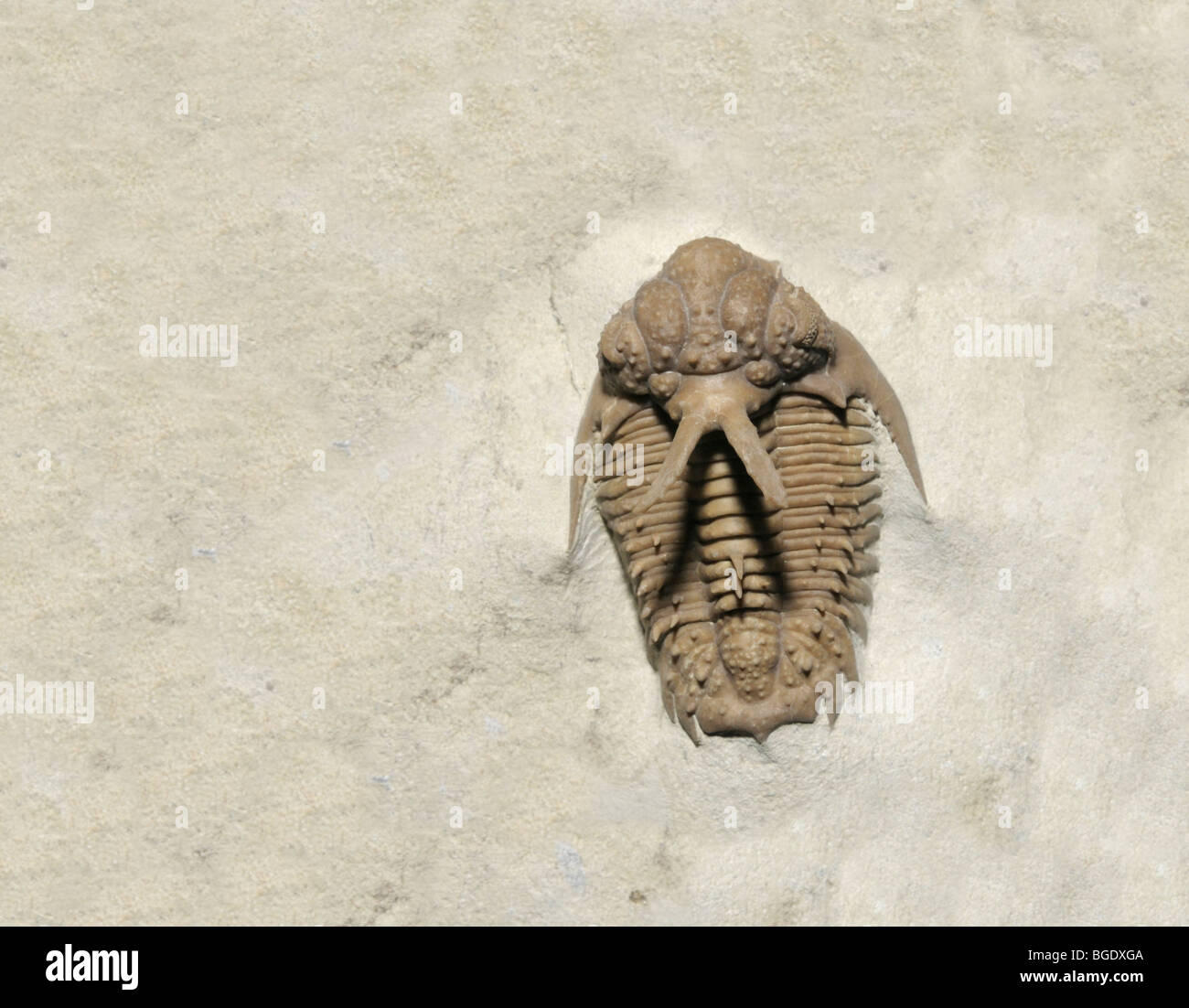 Trilobite, Hoplolichas furcifer, Middle Ordovician Period Stock Photo