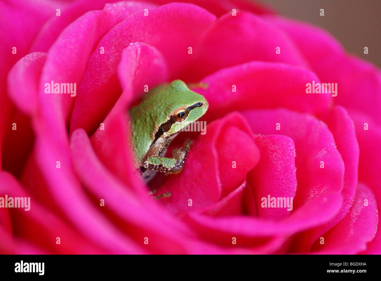 Frog in Rose Stock Photo Alamy