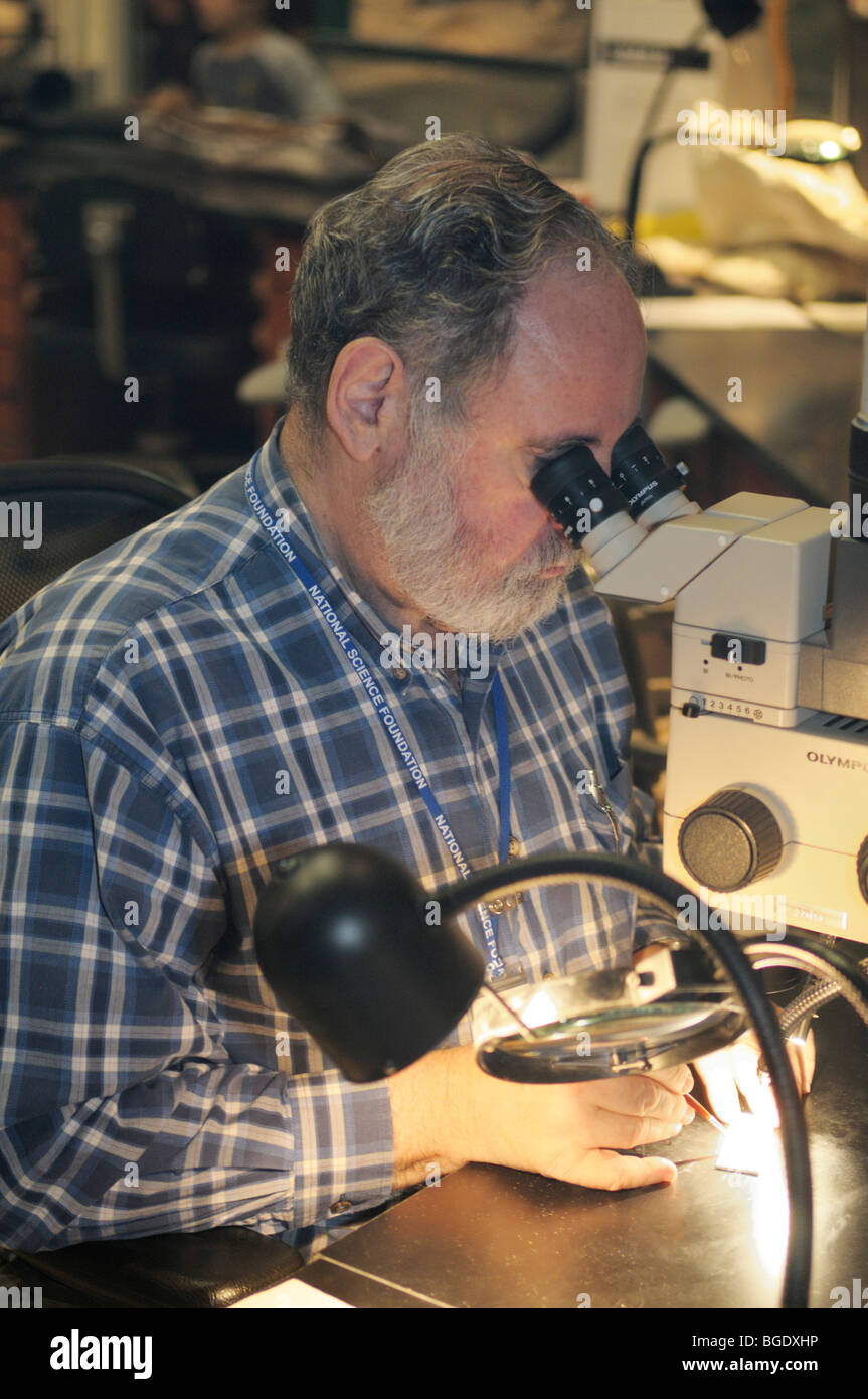 Paleontologist studying fossil fragments in a lab at the Smithsonian National Museum of Natural History Stock Photo