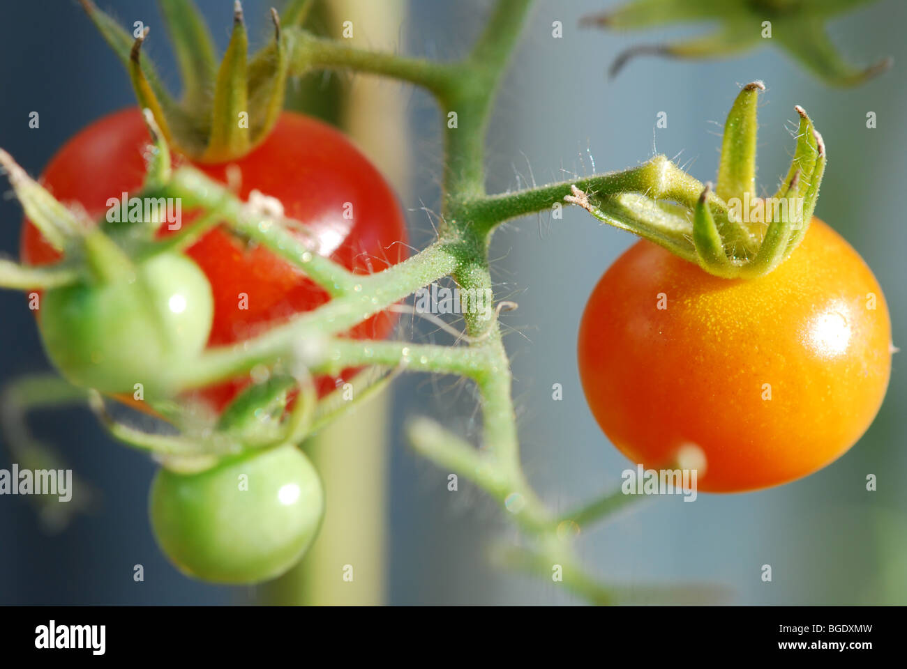 Stages of ripening of tomatoes hi-res stock photography and images - Alamy