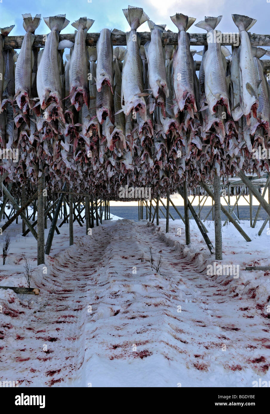 Cod hanging to dry on a fishing rack. Fish blood in the snow underneath. Stock Photo