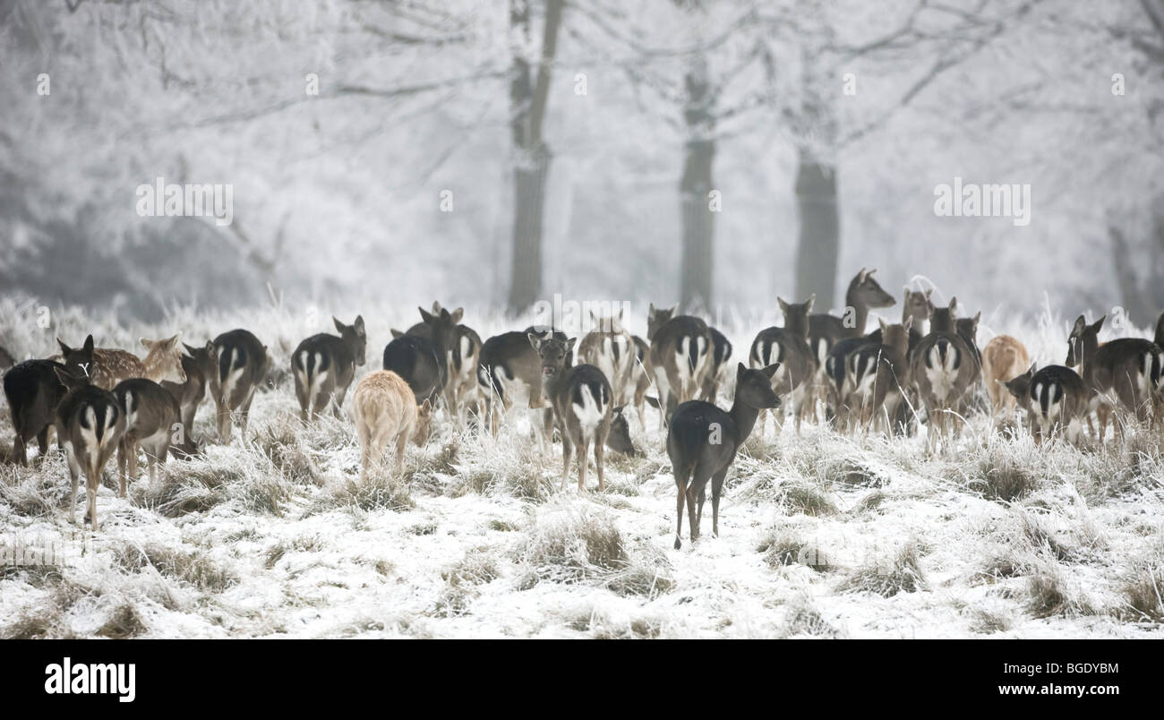 Group Of Fallow Deer In Snow Stock Photo Alamy group-of-fallow-deer-in-snow-stock-photo-alamy