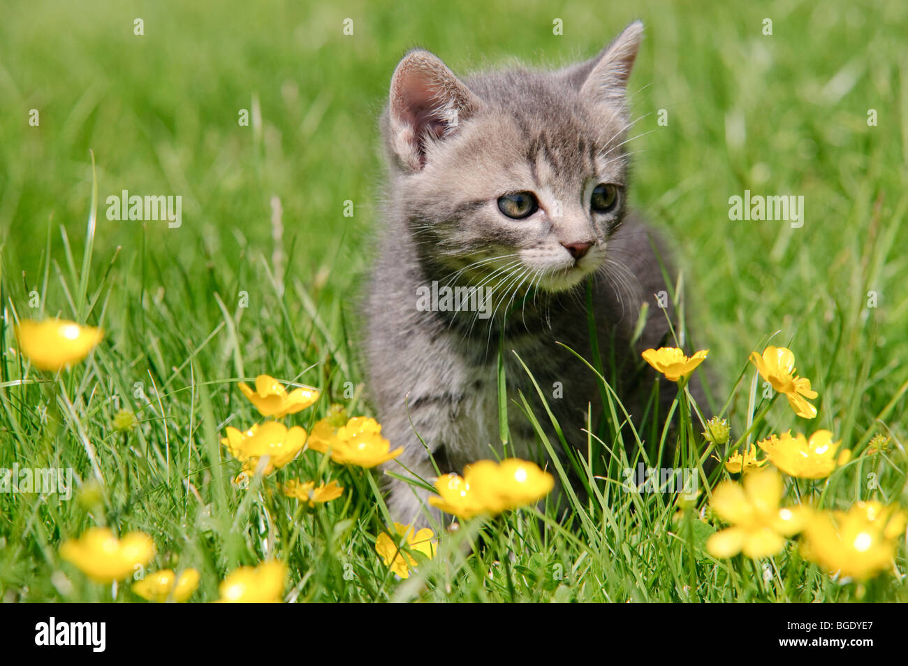 Photograph of Kitten in a field with Buttercups Stock Photo Alamy