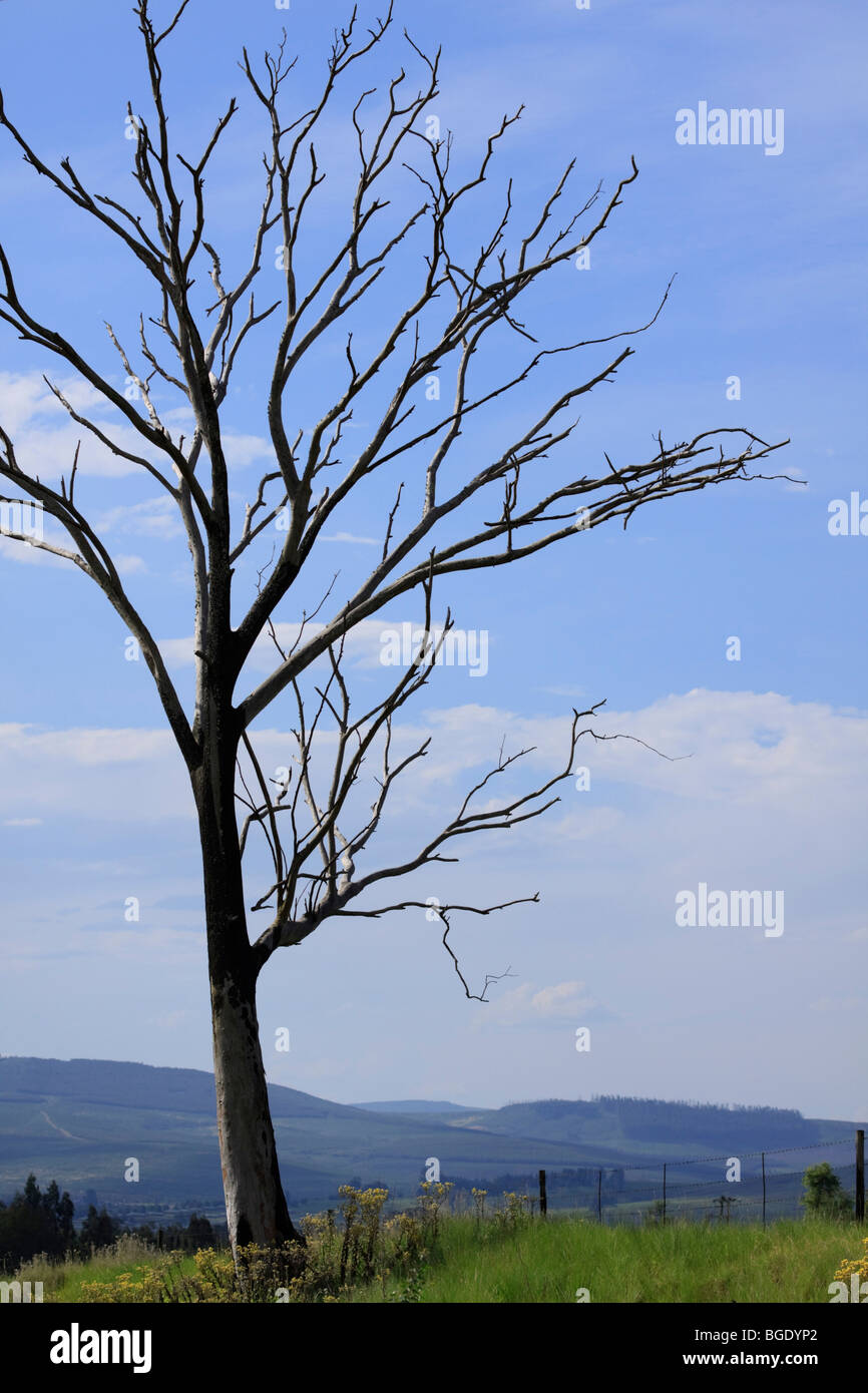 Leafless tree hi-res stock photography and images - Alamy