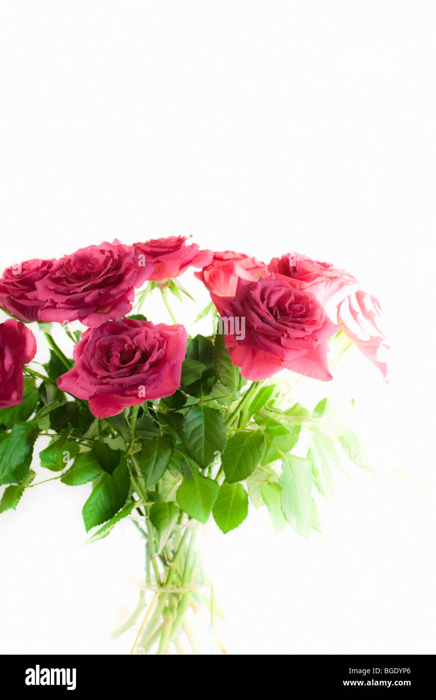 Bouquet of pink roses in vase against backlit white background ...