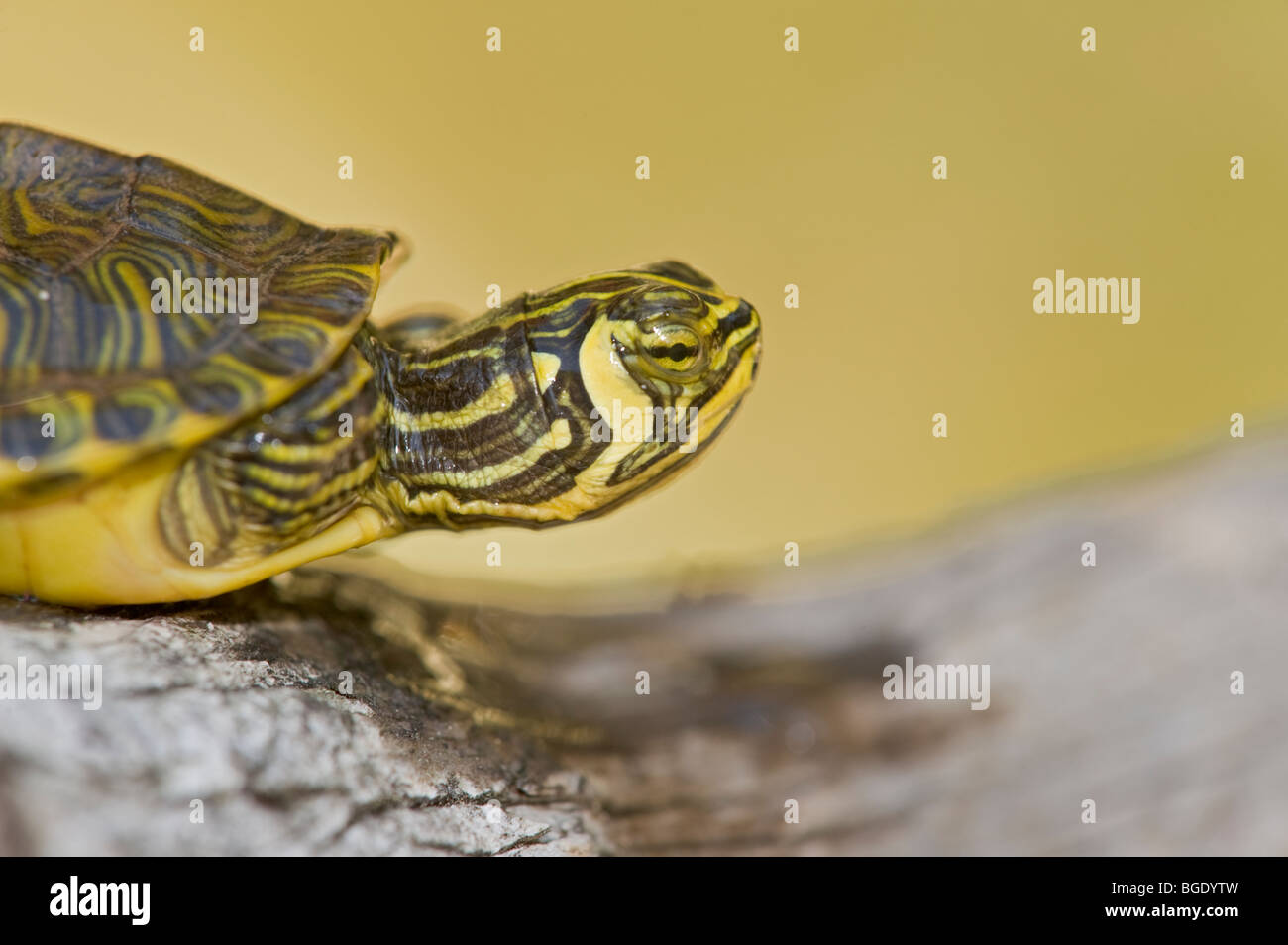 Closeup of a turtle Stock Photo