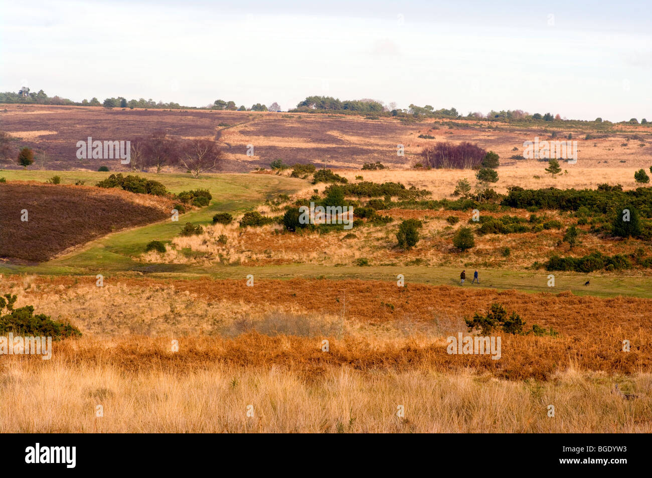 View Across Ashdown Forest towards Camp Hill Clump East Sussex England On A Winters Day Stock Photo