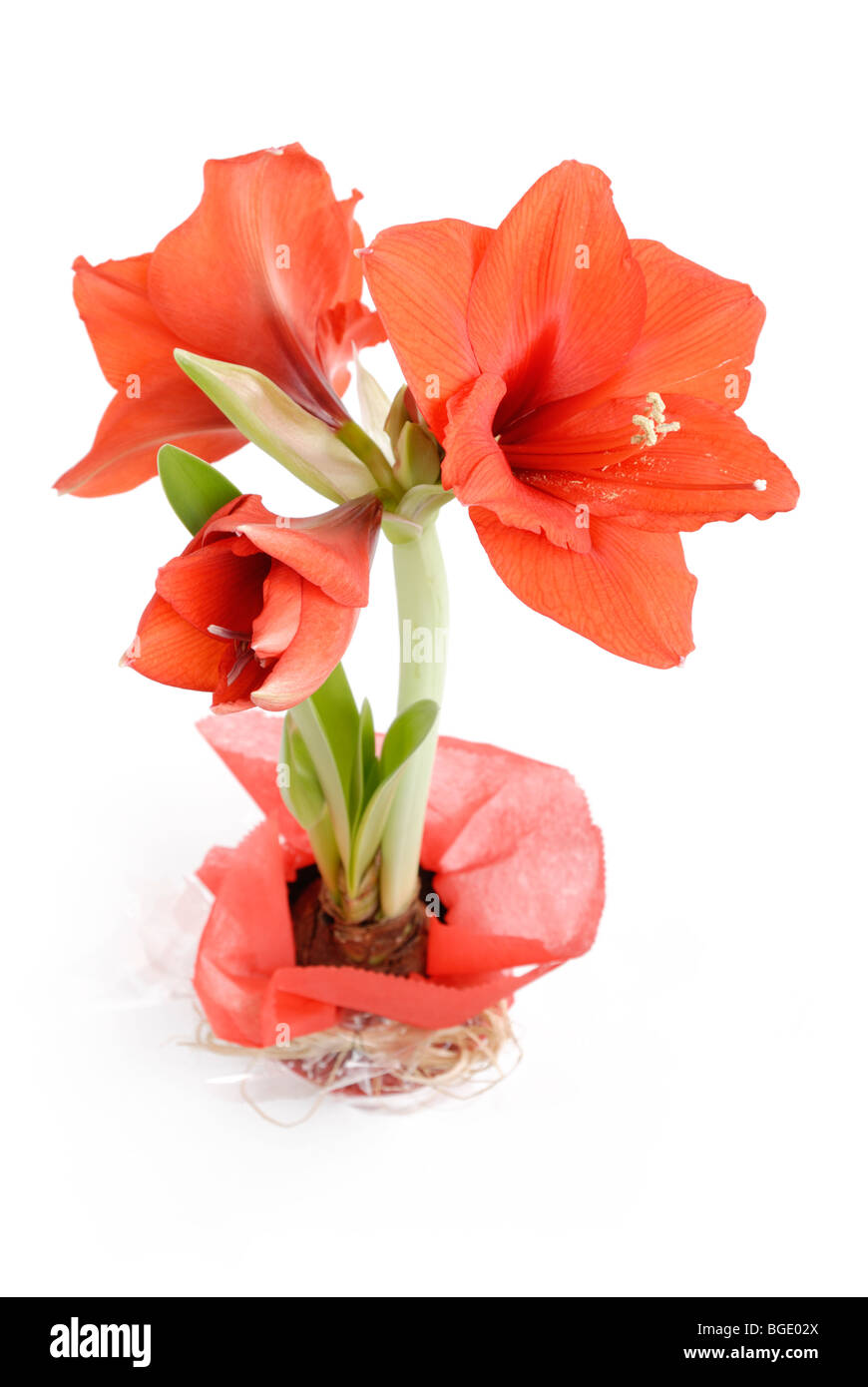 Knight's Star Amaryllis Hippeastrum in gift wrapping Stock Photo