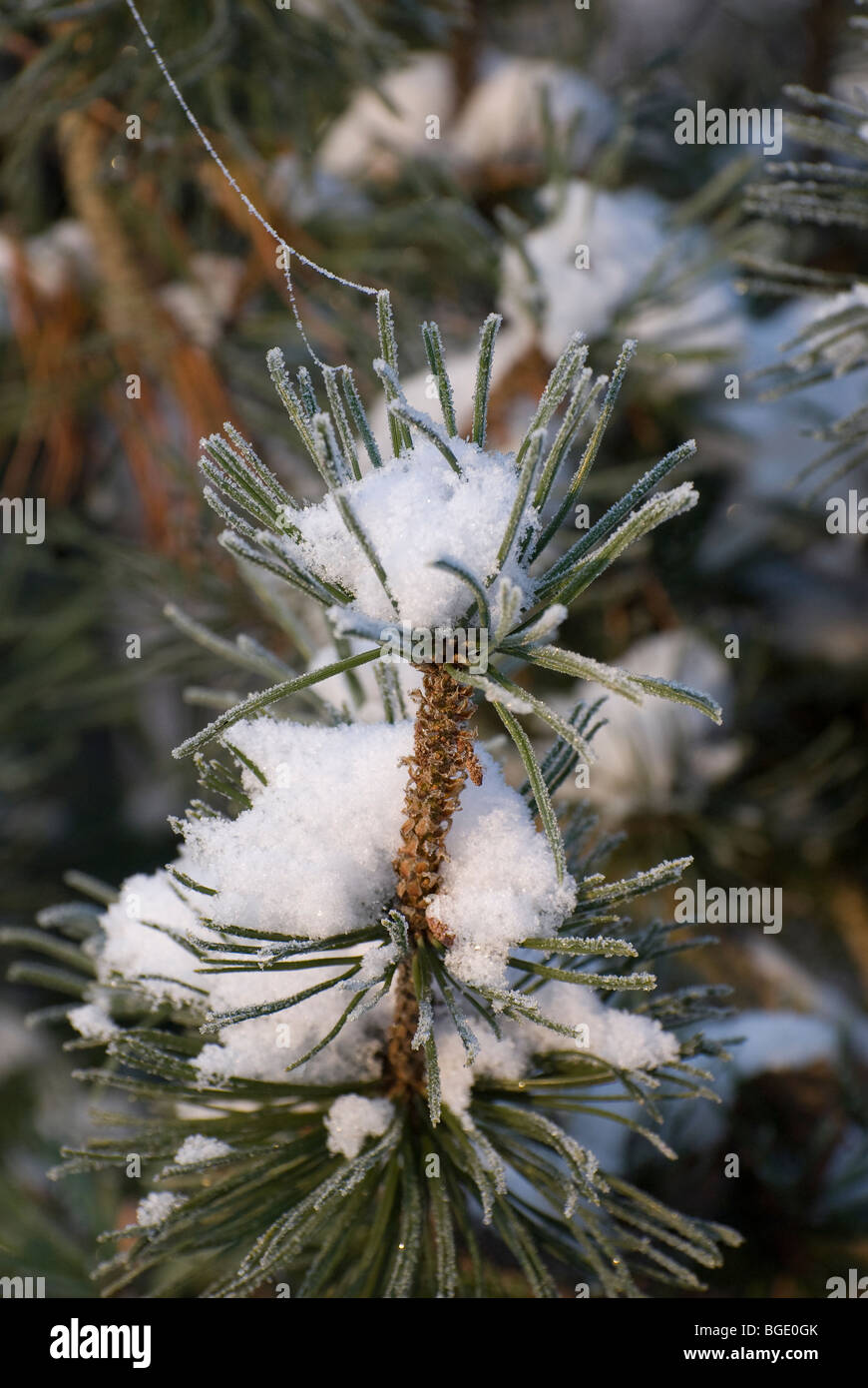 Drizzle crystals and fluffy white snow on the pine needles Stock Photo ...