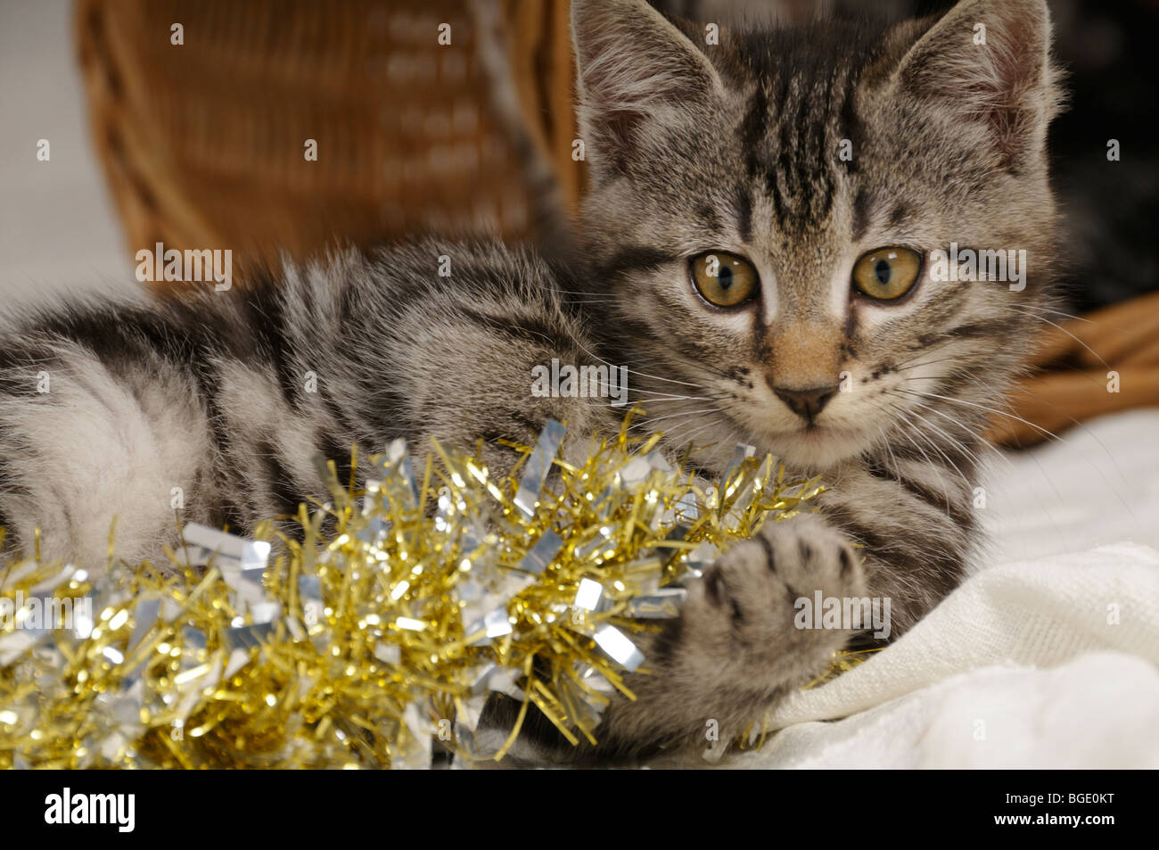 Stock photo of a kitten playing with some tinsel. Stock Photo