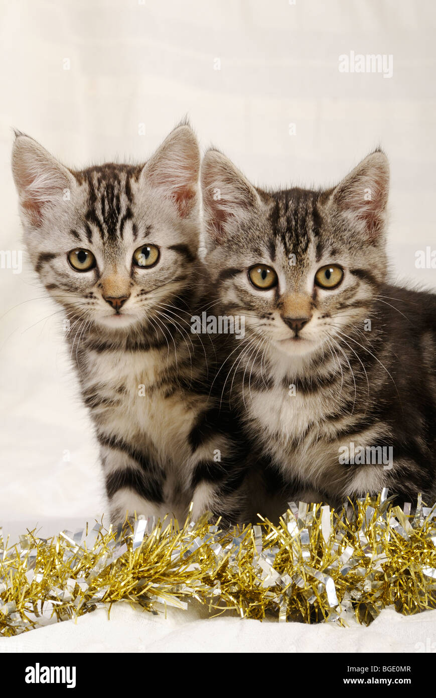 Stock photo of two kittens staring straight ahead at the camera. Stock Photo