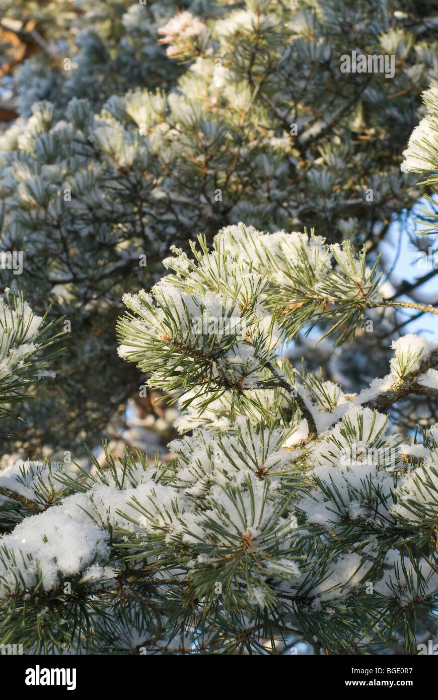 Branch of pine-tree covered by fresh fluffy snow Stock Photo - Alamy