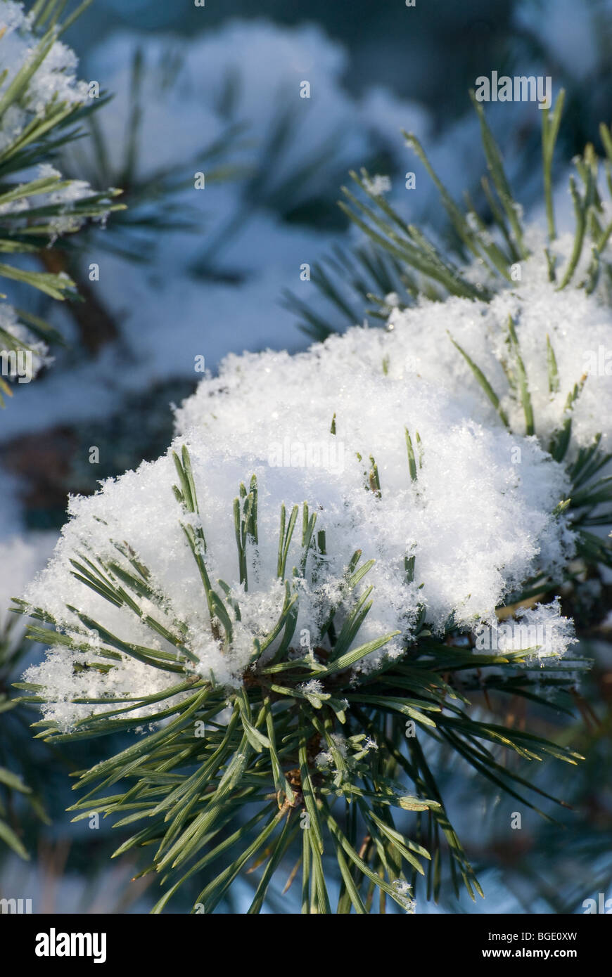 Branch of pine-tree covered by fresh fluffy snow Stock Photo - Alamy