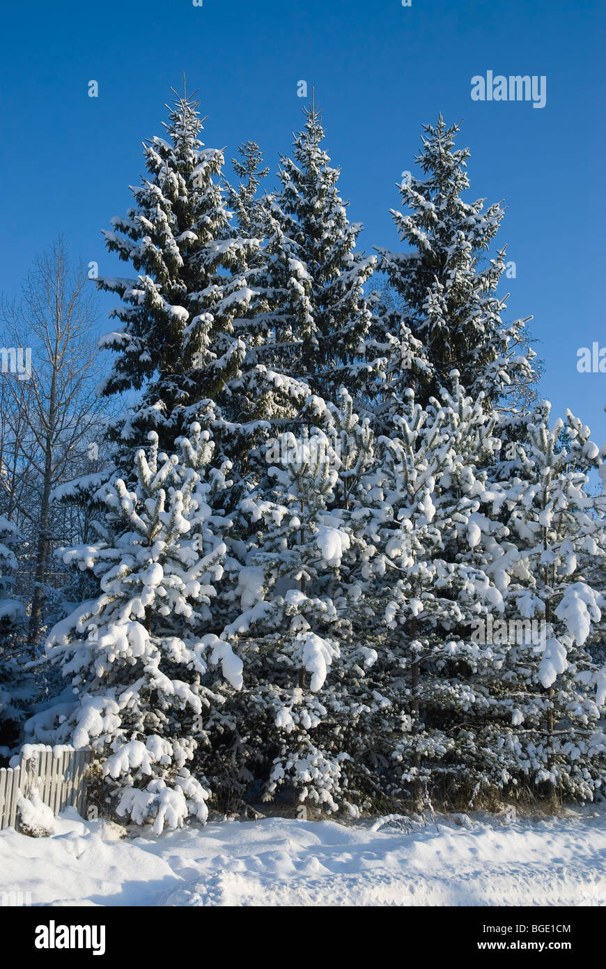 Many evergreen christmas trees hi-res stock photography and images - Alamy