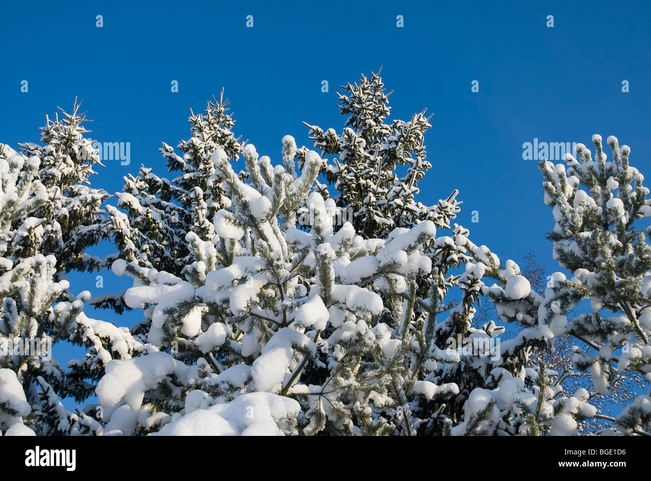 Evergreen branches on white Stock Photo by ©Nataly-Nete 174071470