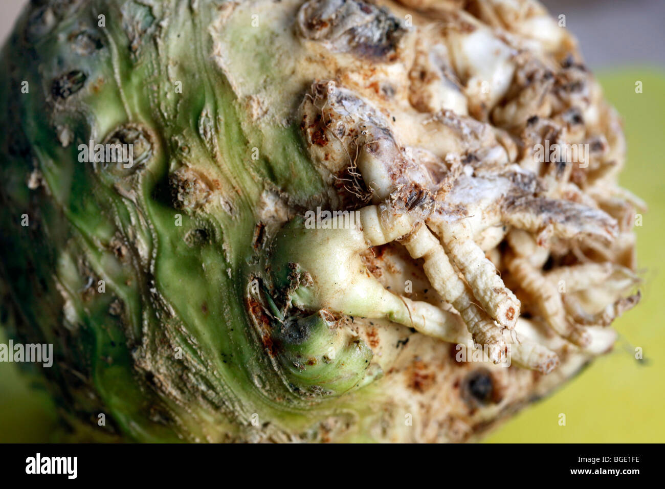 knob celery with a cut root, cooking Stock Photo